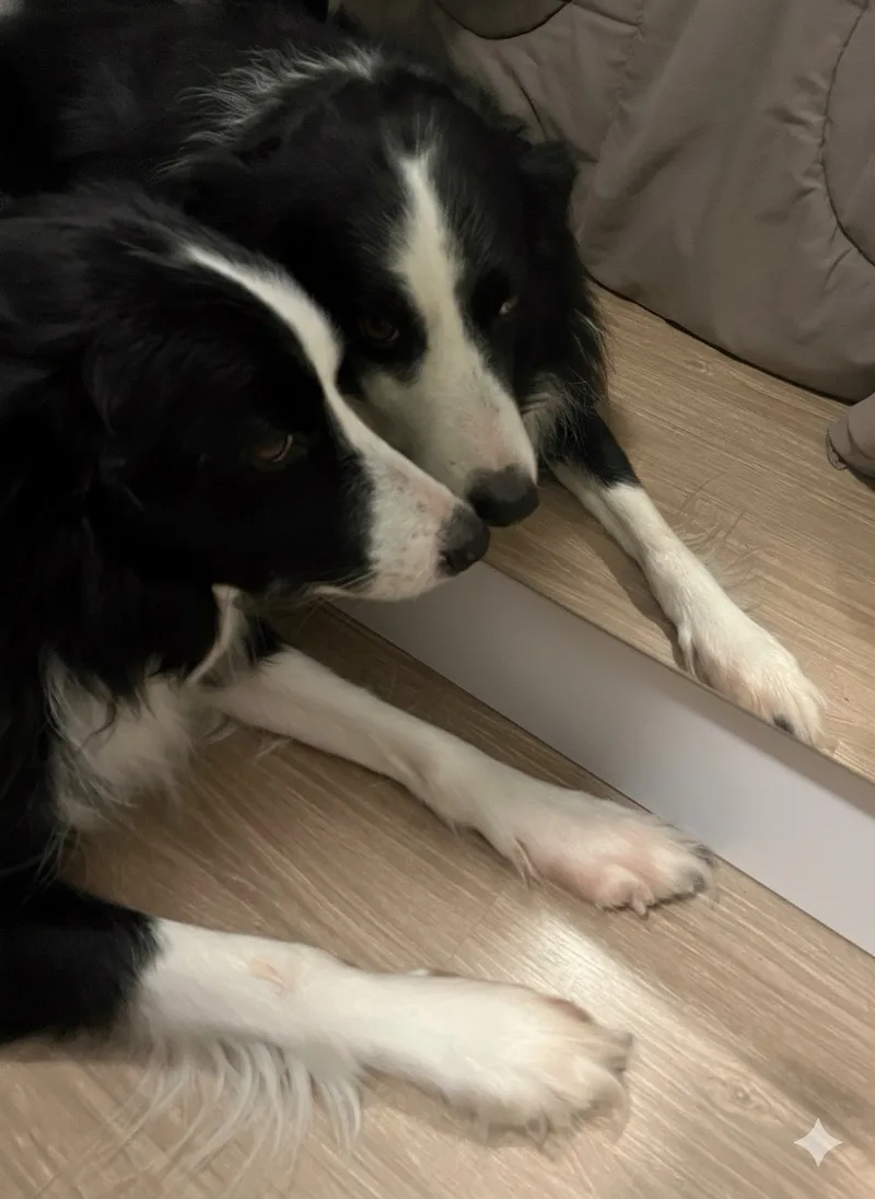 Curso de socialização com outros cachorros